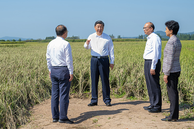 9月6日至8日，中共中央總書記、國家主席、中央軍委主席習近平在黑龍江考察。這是7日上午，習近平在遭受洪澇災害的哈爾濱尚志市老街基鄉(xiāng)龍王廟村，察看水稻受災情況。